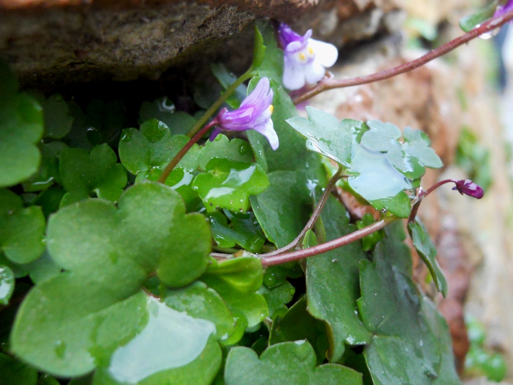 Cymbalaria muralis